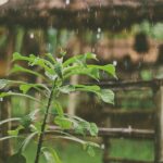 De belangrijkste dingen die je moet weten over wateroverlast in de tuin